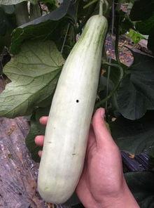 吃瓜视频的网红,揭秘吃瓜视频网红的爆红之路 第2张 吃瓜视频的网红,揭秘吃瓜视频网红的爆红之路 第2张